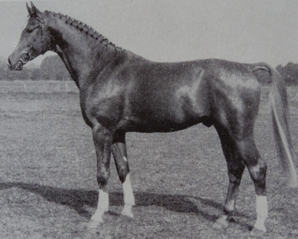 stallion Glistan 1451 (Brandenburg, 1983, from Glimmer 2686)