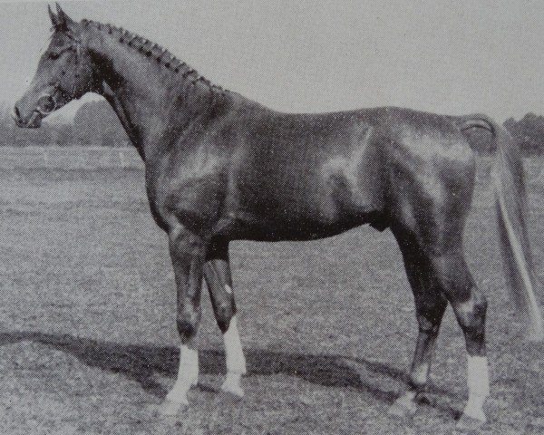 Deckhengst Glistan (Brandenburger, 1983, von Glimmer 2686)