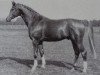 stallion Glistan 1451 (Brandenburg, 1983, from Glimmer 2686)