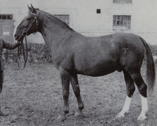 Deckhengst Ackermann (Brandenburger, 1948, von Akrobat)