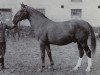 stallion Ackermann (Brandenburg, 1948, from Akrobat)