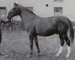 stallion Ackermann (Brandenburg, 1948, from Akrobat)