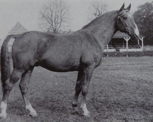 Deckhengst Fanfaron (Brandenburger, 1950, von Fasching)