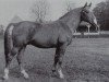 stallion Fanfaron (Brandenburg, 1950, from Fasching)