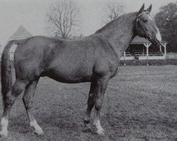 Deckhengst Fanfaron (Brandenburger, 1950, von Fasching)