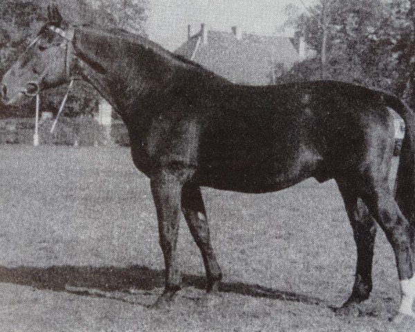 stallion Salm (Brandenburg, 1941, from Almjaeger I)