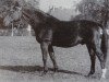 stallion Salm (Brandenburg, 1941, from Almjaeger I)