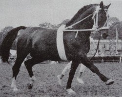 stallion Duell I 2364 (Hanoverian, 1952, from Duellant 3586)