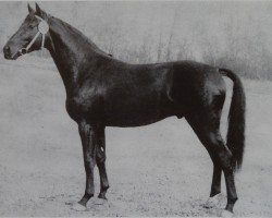 stallion Sekundant 2546 (Brandenburg, 1967, from Senatus 2458)