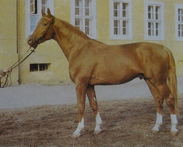 stallion Glimmer (Brandenburg, 1978, from Glanz 2623)