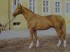 stallion Glimmer (Brandenburg, 1978, from Glanz 2623)