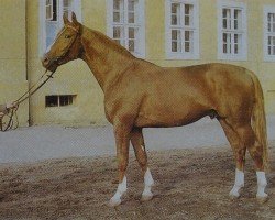 stallion Glimmer 2686 (Brandenburg, 1978, from Glanz 2623)