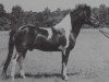 stallion Salto B 385 (Lewitzer, 1970, from Soliman B 292)