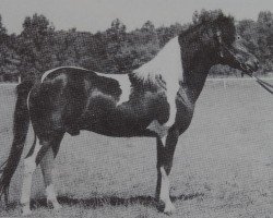 stallion Salto B 385 (Lewitzer, 1970, from Soliman B 292)