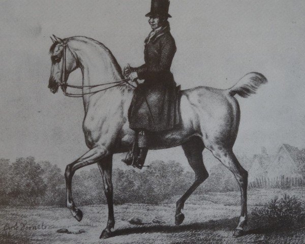 stallion Herodot xx (Thoroughbred, 1794, from Morwick Ball xx)