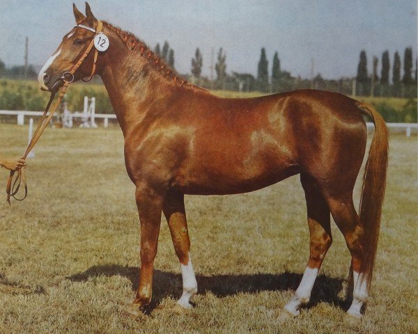 broodmare Isagunde (Noble Warmblood, 1976, from Guam 3192)