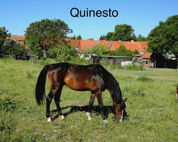 Springpferd Quinesto (Holsteiner, 2012, von Quintero)