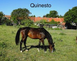 jumper Quinesto (Holsteiner, 2012, from Quintero)