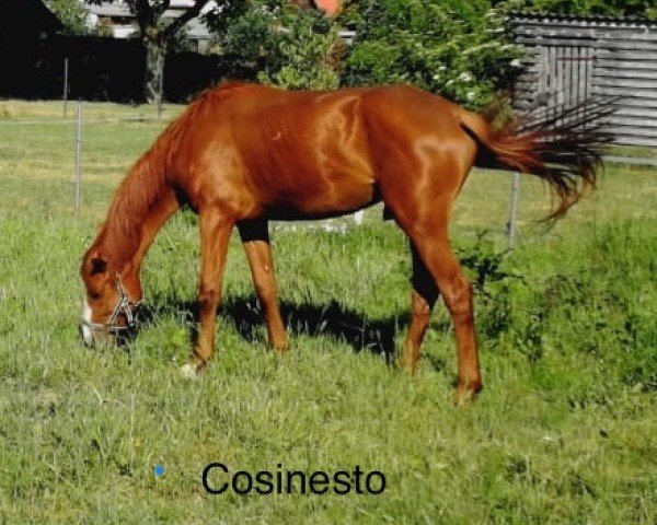 jumper Cosinesto (Holsteiner, 2015, from Cositino)