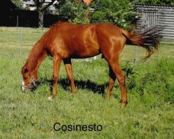 Springpferd Cosinesto (Holsteiner, 2015, von Cositino)