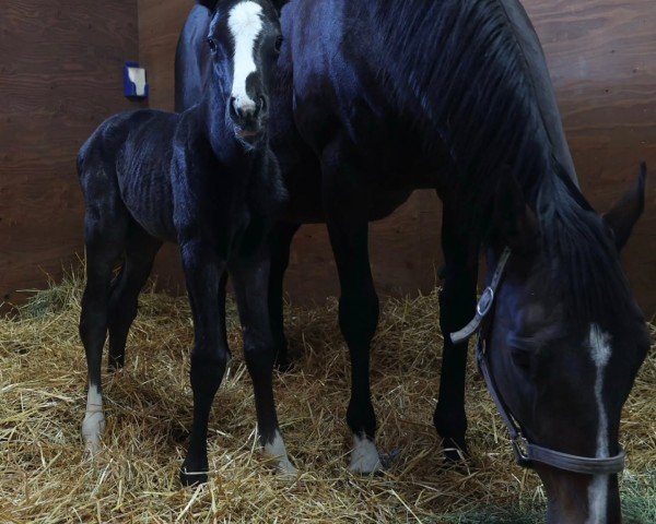 foal Stute von Equinox xx (Thoroughbred, 2025, from Equinox xx)