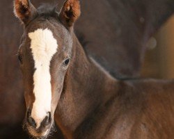 foal by Stute von Equinox xx (Thoroughbred, 2025, from Equinox xx)