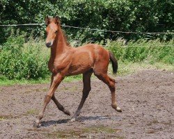 Springpferd HF v. Ragazy de la Serre (Deutsches Reitpferd, 2024, von Ragazy de La Serre)