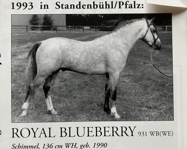 Deckhengst Royal Blueberry (Welsh Pony (Sek.B), 1990, von Bengad Blueberry)