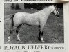 stallion Royal Blueberry (Welsh-Pony (Section B), 1990, from Bengad Blueberry)