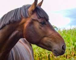 dressage horse Sazu‘s Revolution (Oldenburg, 2020, from St. Patrick)