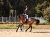 dressage horse Erjon (Hucul, 2019)