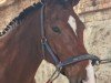 broodmare Inken 7 (Holsteiner, 2016, from Dinken)