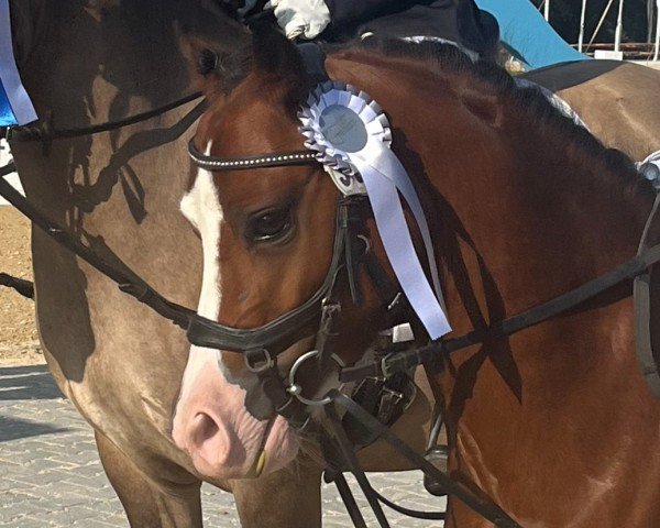 dressage horse Little Gun (Welsh, 2020)
