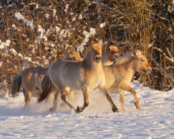 horse Tia (Fjord Horse, 2023, from Gaard)