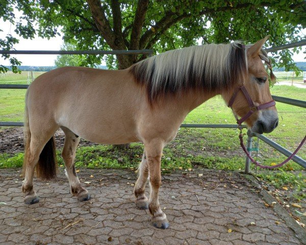 Pferd Sirius (Fjordpferd, 2017, von Sorley)