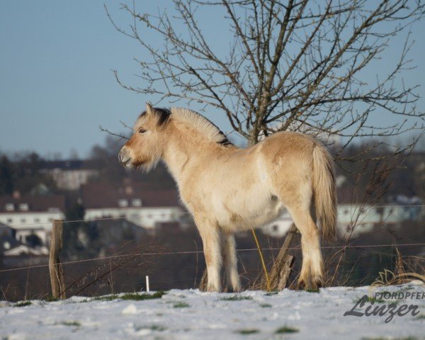 foal by Tiana (Fjord Horse, 2024, from Gaard)