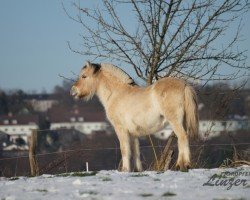 Fohlen von Tiana (Fjordpferd, 2024, von Gaard)