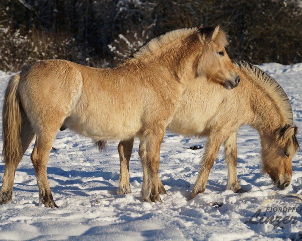 foal by Timo (Fjord Horse, 2024, from Mr. Tveiten N.2591)