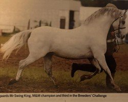 Deckhengst Møllegaards Mr Swing King (Welsh Pony (Sek.B), 1990, von Møllegårds Spartacus)