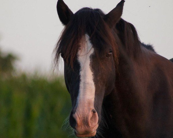 Dressurpferd Brynbach Black Pearl (Welsh-Cob (Sek. D), 2007)