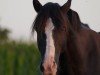 dressage horse Brynbach Black Pearl (Welsh-Cob (Sek. D), 2007)