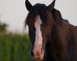 dressage horse Brynbach Black Pearl (Welsh-Cob (Sek. D), 2007)