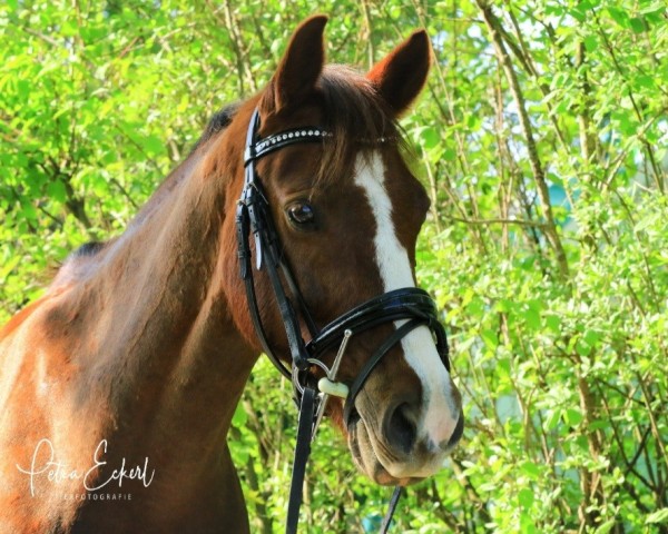 Pferd Starpower Thirza (Deutsches Reitpony, 2013, von Carnuet)