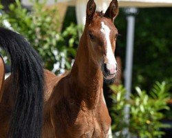 foal by Hengst von Stakkato Cornet (Oldenburg show jumper, 2024, from Stakkato Cornet)