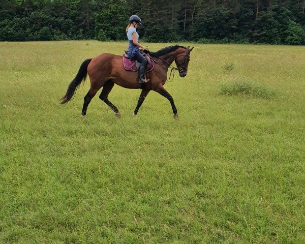 dressage horse Ma Grande (German Sport Horse, 2005, from Drakdream)