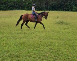 dressage horse Ma Grande (German Sport Horse, 2005, from Drakdream)