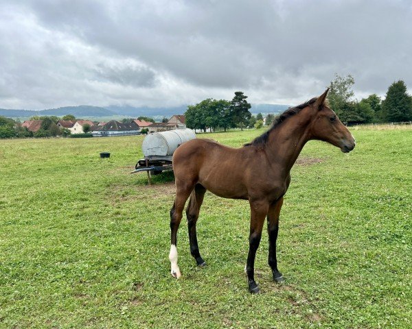 foal by Cantaloupe B (Holsteiner, 2024, from Connor 48)