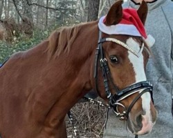 broodmare Chaleesi (German Riding Pony, 2011, from Capri Moon)