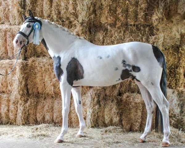 dressage horse Roter Milan RW (Trakehner, 2021, from Grenoble)