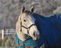 horse Streisand (Thoroughbred, 2014, from Mastercraftsman xx)